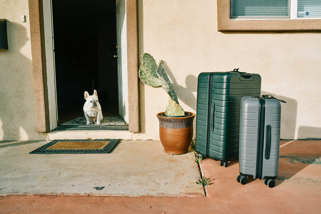 dog hates how well she packs her bags